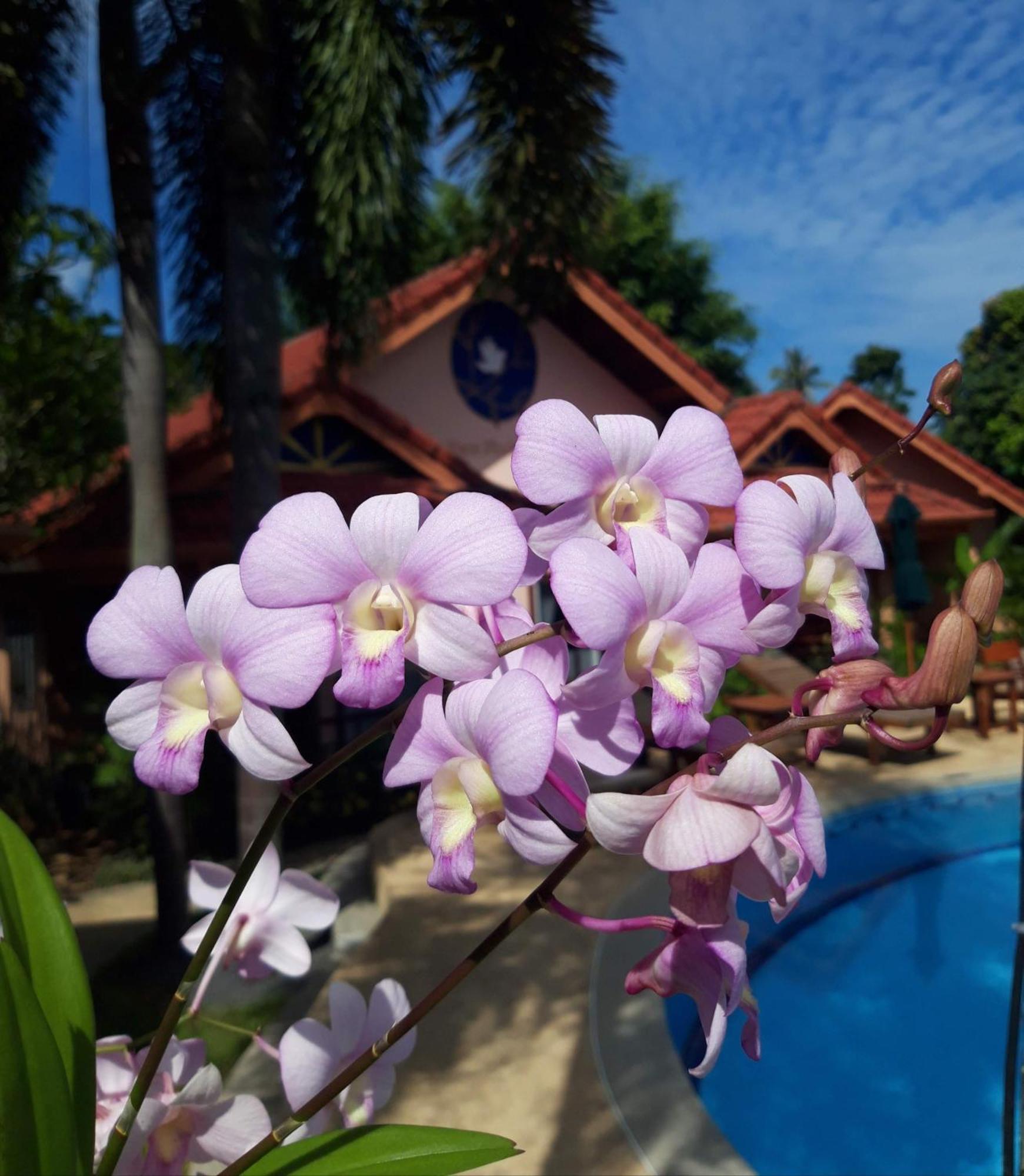 The Pace Phuket Boutique Resort Rawai المظهر الخارجي الصورة