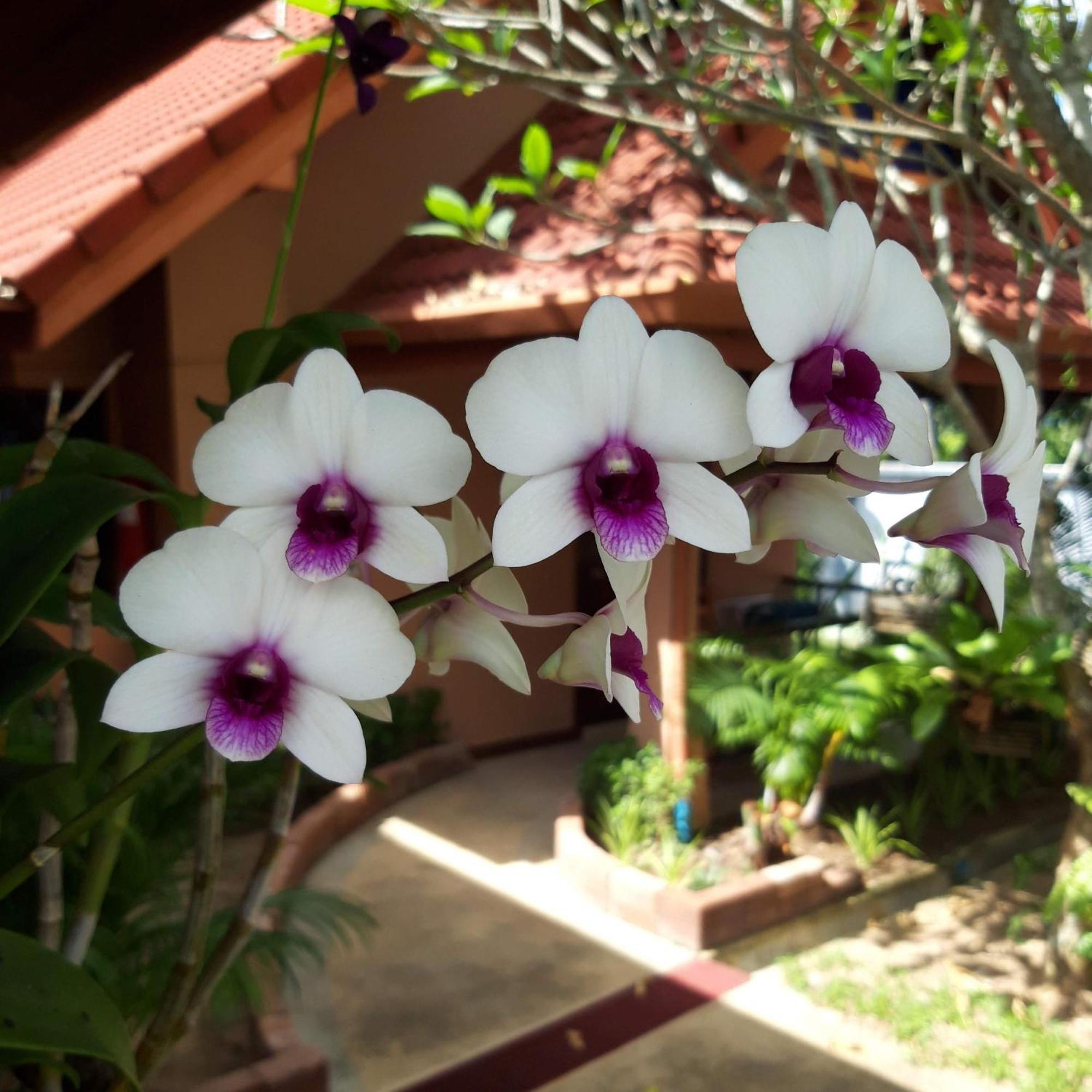 The Pace Phuket Boutique Resort Rawai المظهر الخارجي الصورة